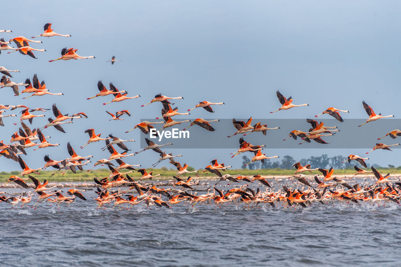 Flight of a big flock of andean flamingos, phoenicoparrus andinus, from the ansenuza sea, argentina.