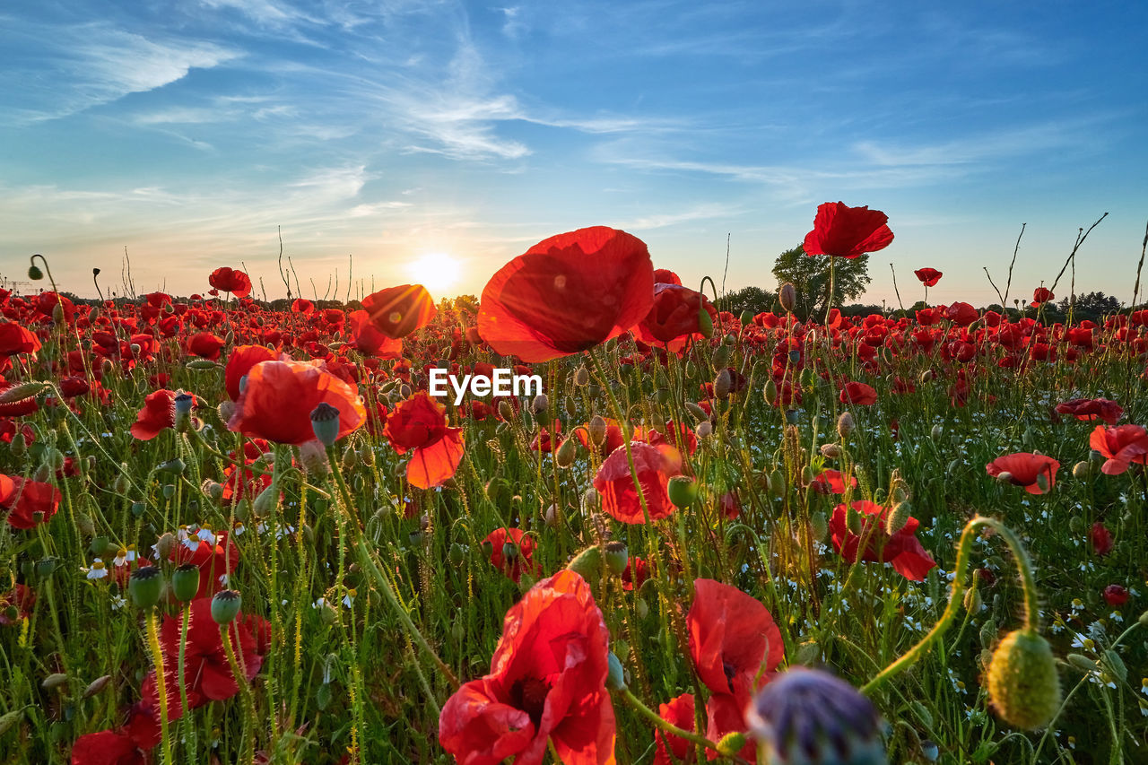 plant, sky, flower, red, flowering plant, field, nature, landscape, beauty in nature, cloud, land, environment, poppy, freshness, rural scene, sunset, sunlight, growth, summer, multi colored, scenics - nature, agriculture, grass, no people, meadow, flower head, blue, petal, tranquility, horizon over land, sun, non-urban scene, fragility, inflorescence, plain, horizon, backgrounds, springtime, wildflower, idyllic, tranquil scene, outdoors, close-up, abundance, environmental conservation, crop, vibrant color, clear sky, sunny, day, yellow, urban skyline, cereal plant, flowerbed, barley, sunbeam, back lit, botany, selective focus, landscaped, social issues, emotion, tree, farm, twilight, dusk