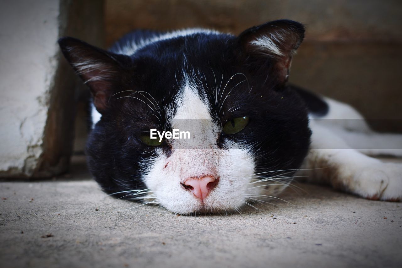 Close-up portrait of cat