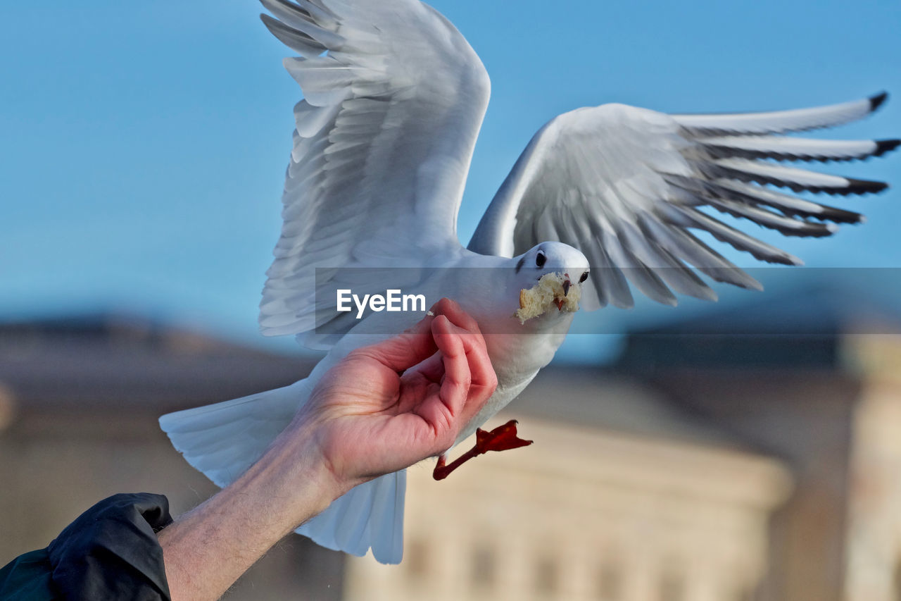 Cropped image of seagull  fed by  human hand