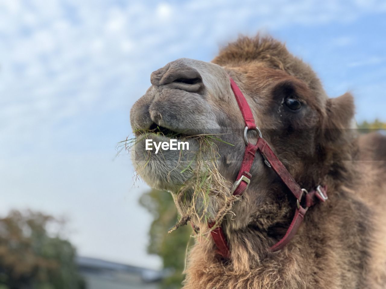 camel, animal themes, animal, mammal, one animal, arabian camel, domestic animals, pet, animal body part, animal head, close-up, working animal, focus on foreground, no people, livestock, nature, bridle, sky, day, portrait, outdoors, animal hair, agriculture, animal mouth