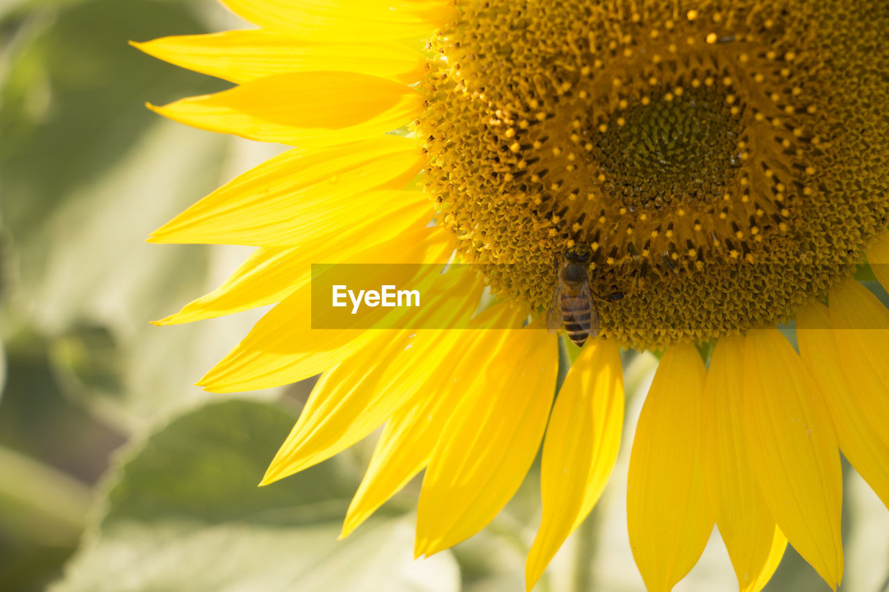 flower, sunflower, flowering plant, plant, yellow, beauty in nature, freshness, flower head, fragility, growth, petal, close-up, nature, inflorescence, pollen, sunflower seed, macro photography, no people, macro, seed, focus on foreground, plant stem, outdoors, summer, rural scene, extreme close-up, field, springtime, landscape, blossom, botany, vibrant color, backgrounds, day, asterales, selective focus, environment