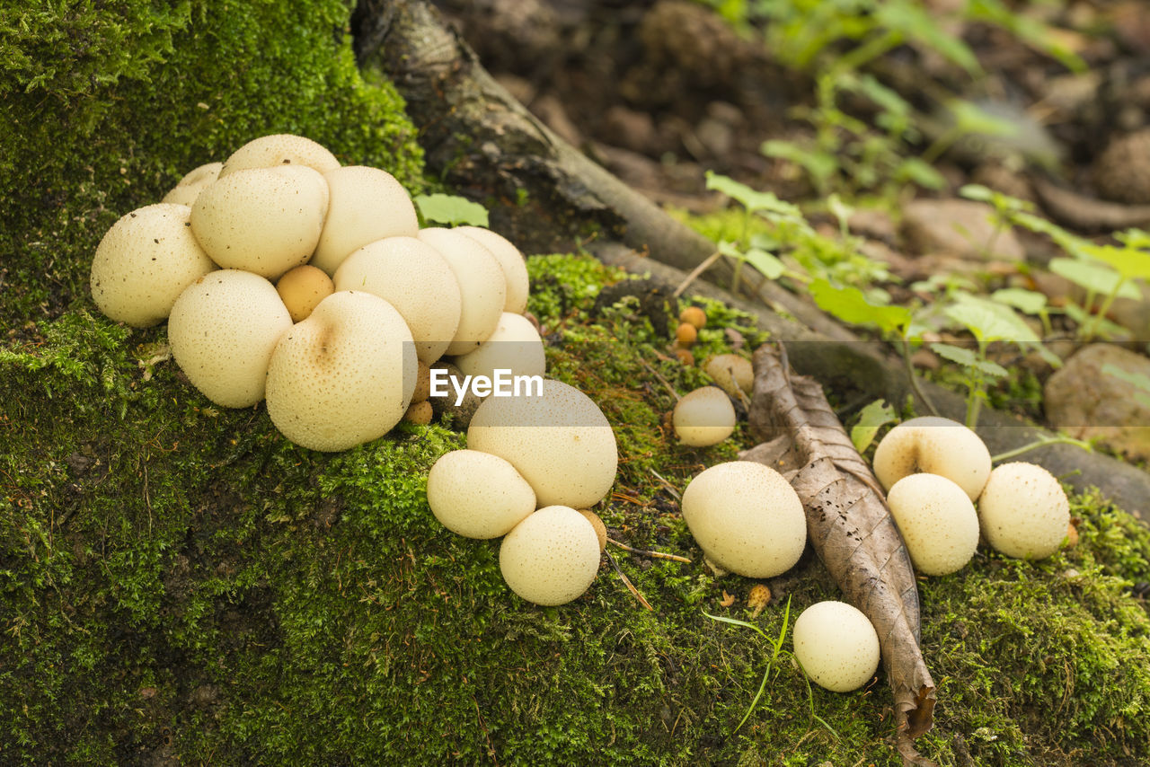Close-up of mushrooms on moss in forest