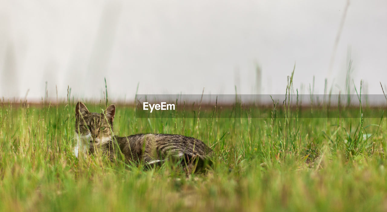 CAT LYING ON FIELD