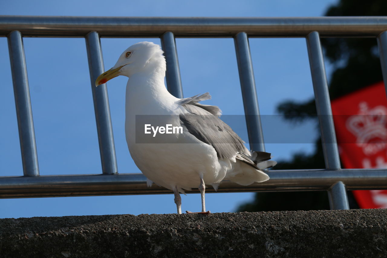 LOW ANGLE VIEW OF SEAGULL PERCHING ON RAILING AGAINST SKY