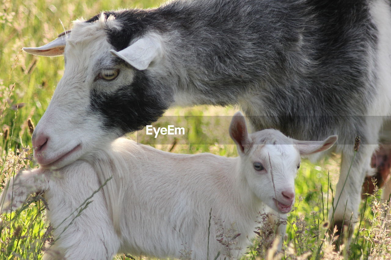 Goat and kid on field