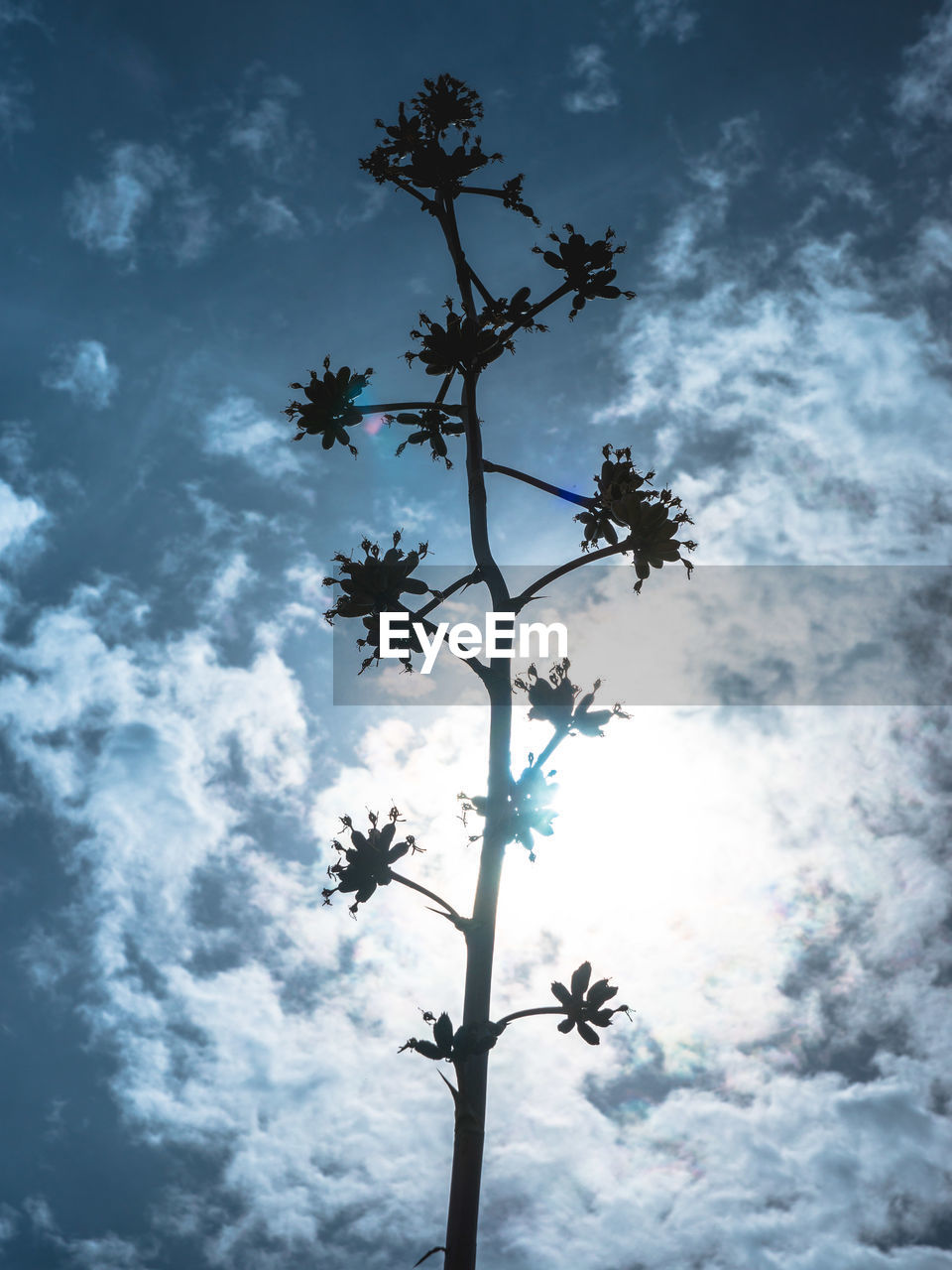 Low angle view of trees against cloudy sky