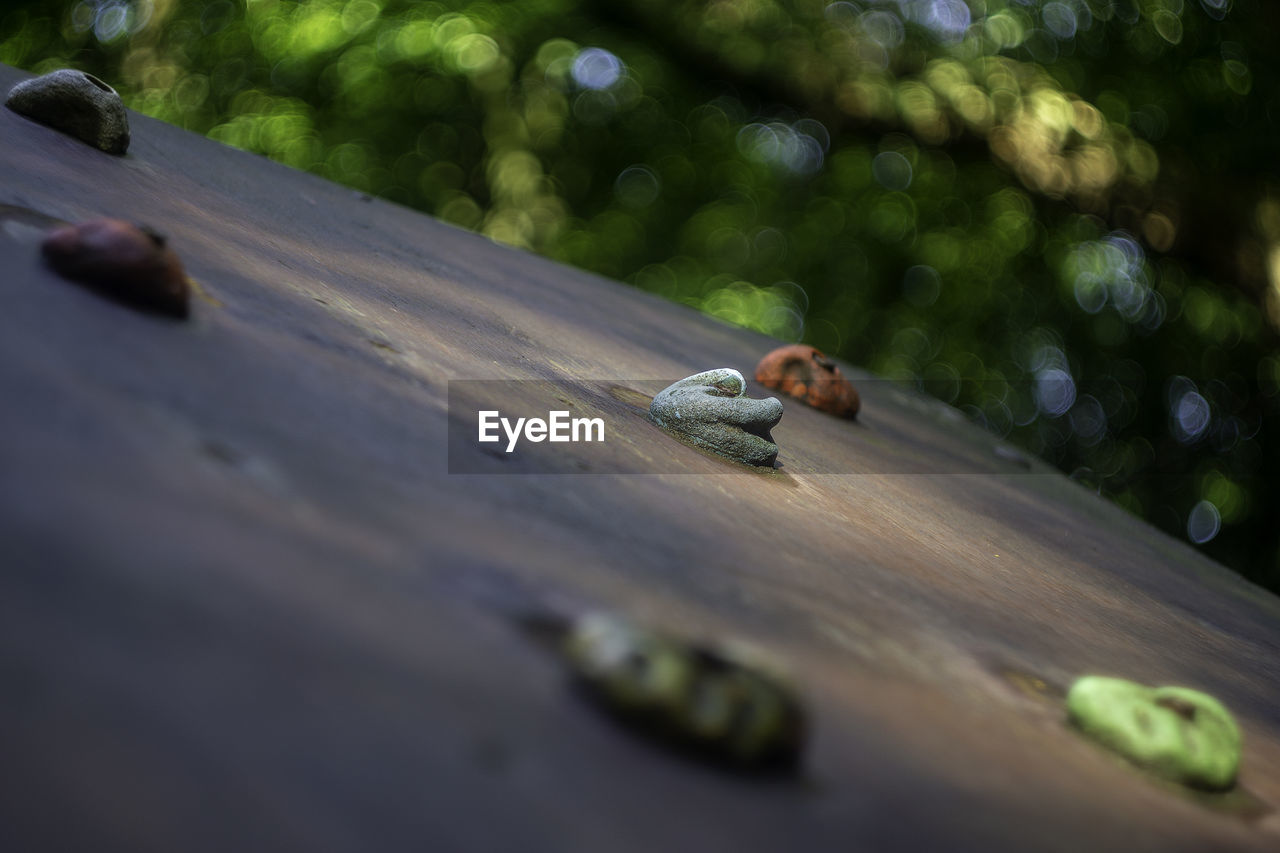 CLOSE-UP OF SNAILS ON WOOD