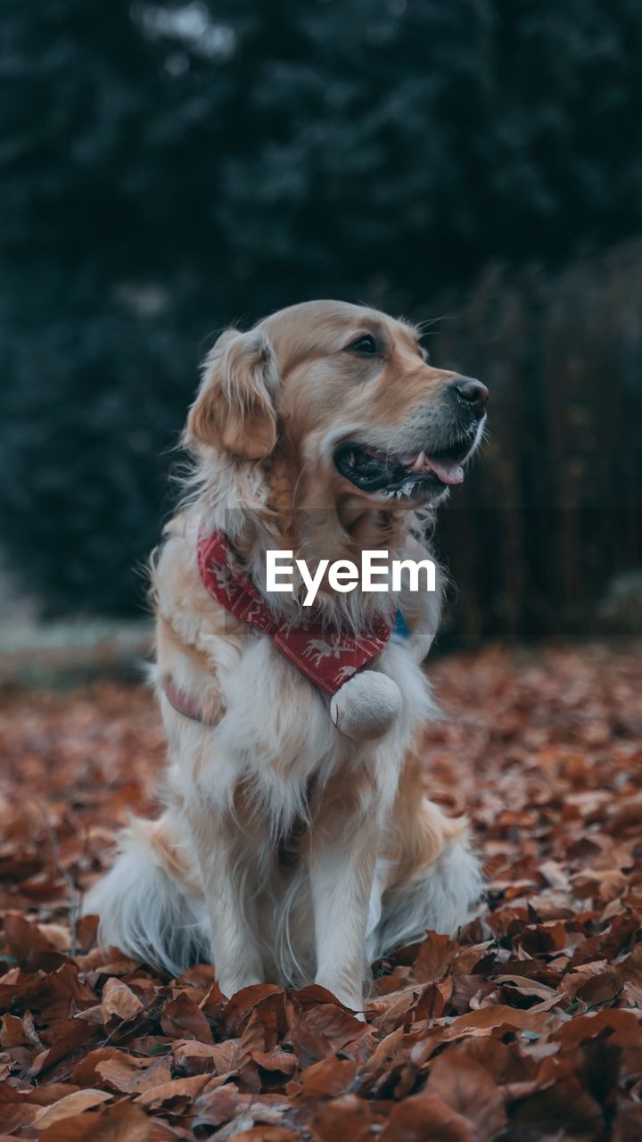 Dog looking away while sitting on field