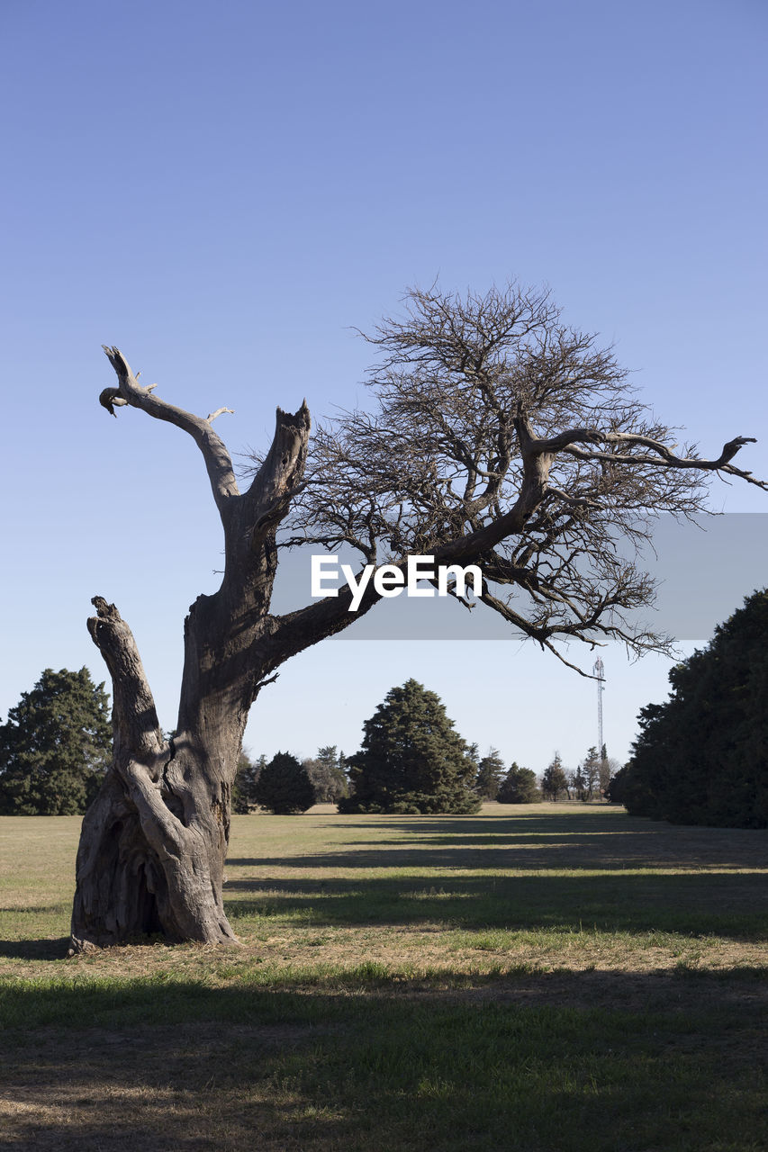 DEAD TREE ON FIELD AGAINST SKY