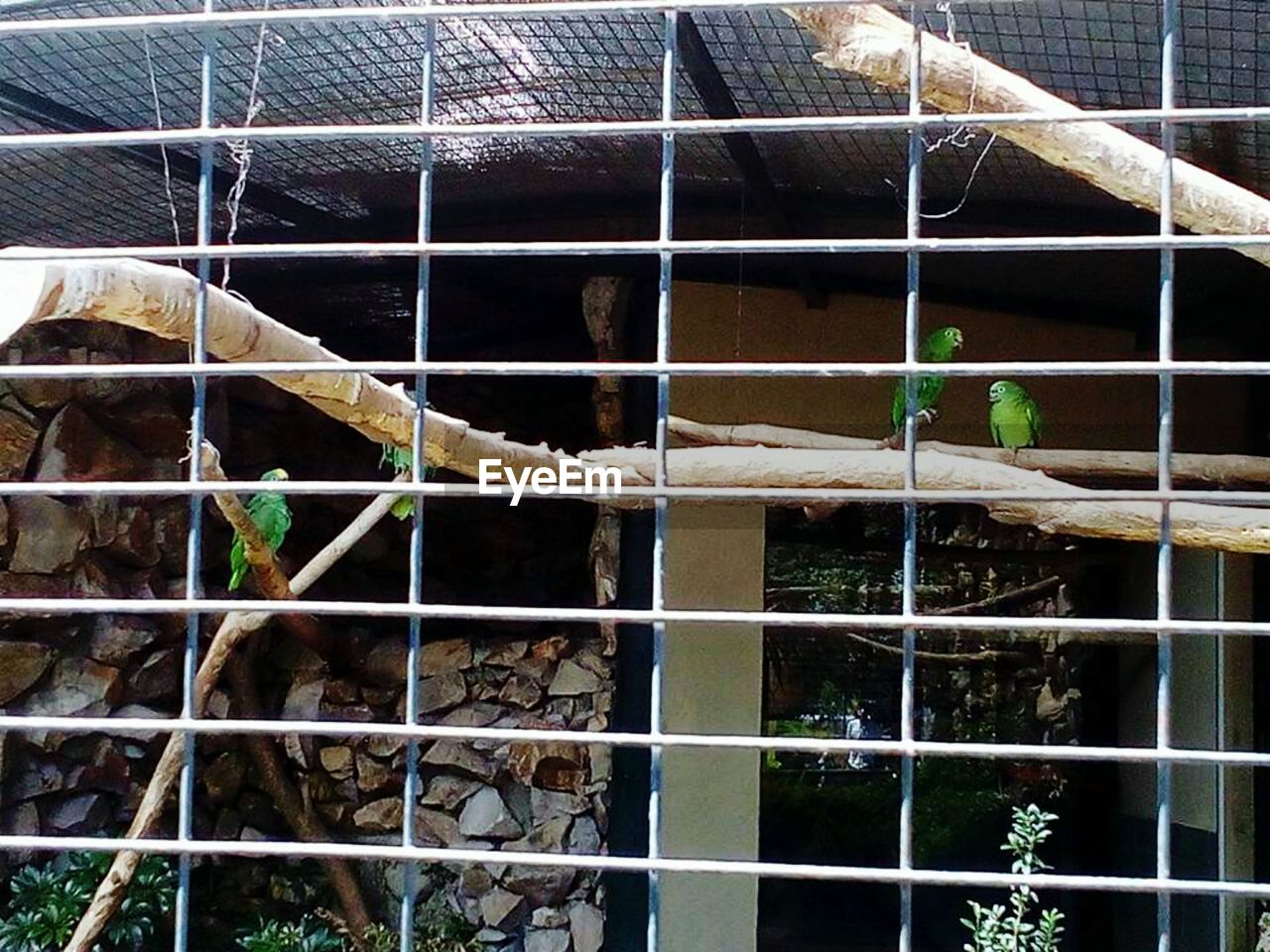 VIEW OF CAT IN CAGE SEEN THROUGH METAL FENCE