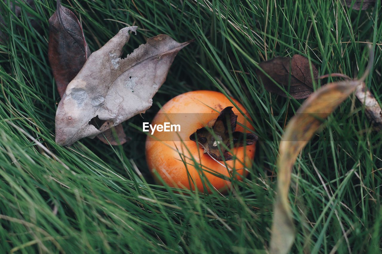 MUSHROOMS GROWING ON FIELD