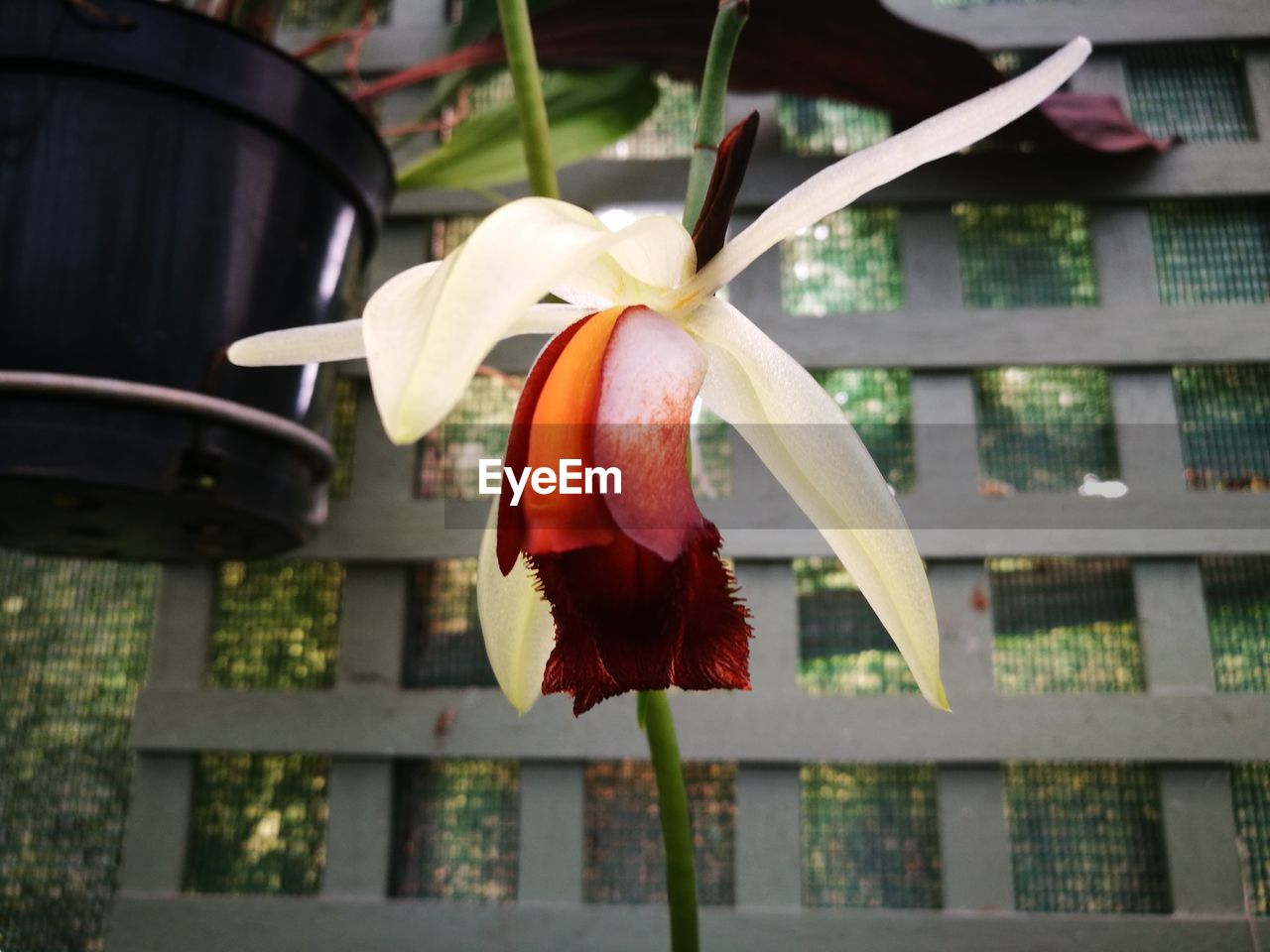 CLOSE-UP OF FLOWER AGAINST THE SKY