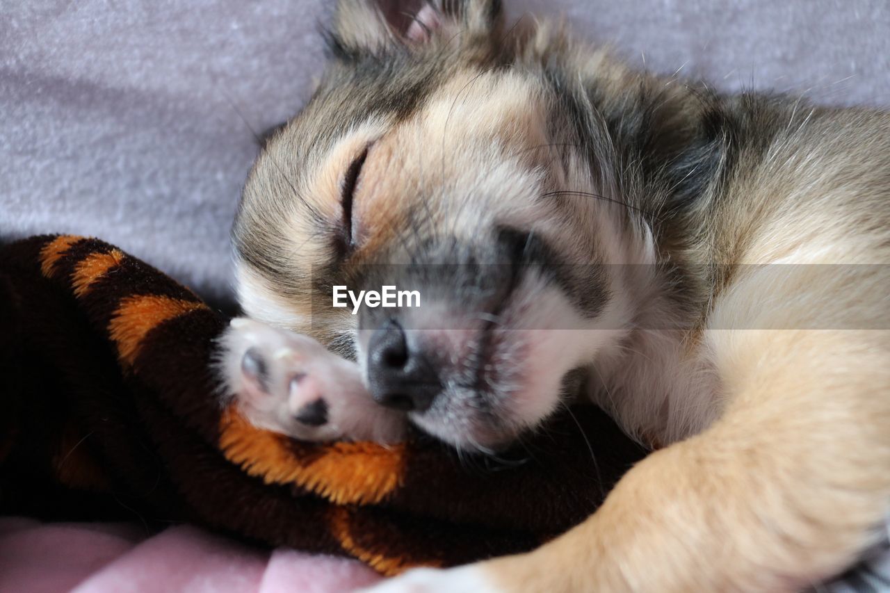 CLOSE-UP OF A DOG SLEEPING ON BED