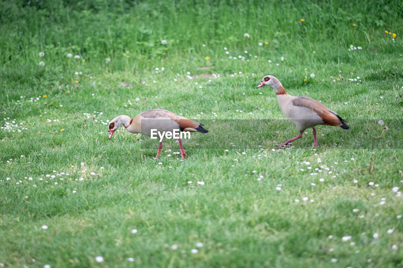 DUCKS ON GRASS