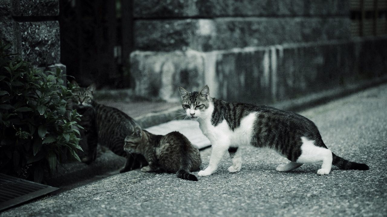 Undomesticated cats on street