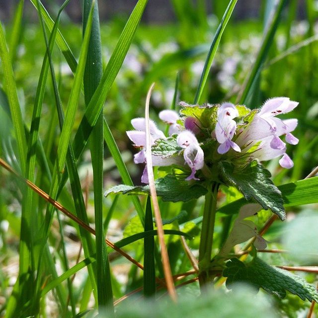 CLOSE-UP OF PURPLE FLOWERS BLOOMING