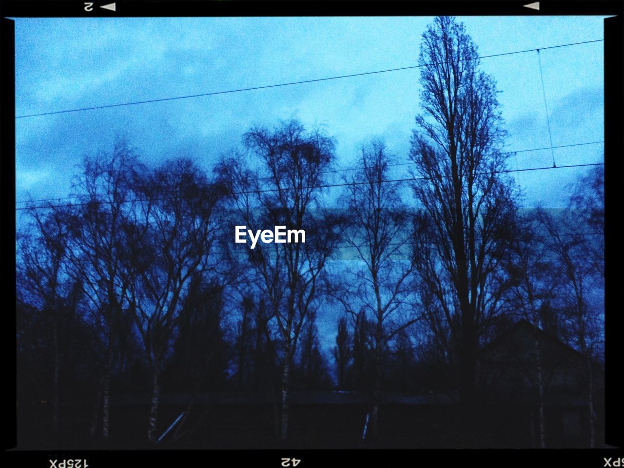 LOW ANGLE VIEW OF BARE TREES AGAINST SKY