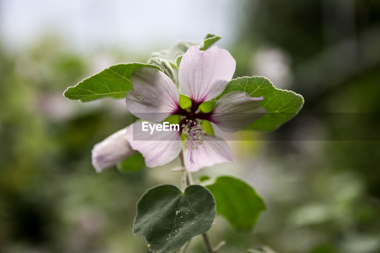 Close-up of pink flower blooming outdoors