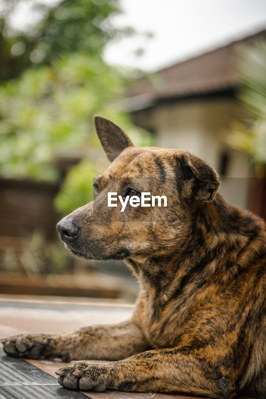 Close-up of a dog looking away