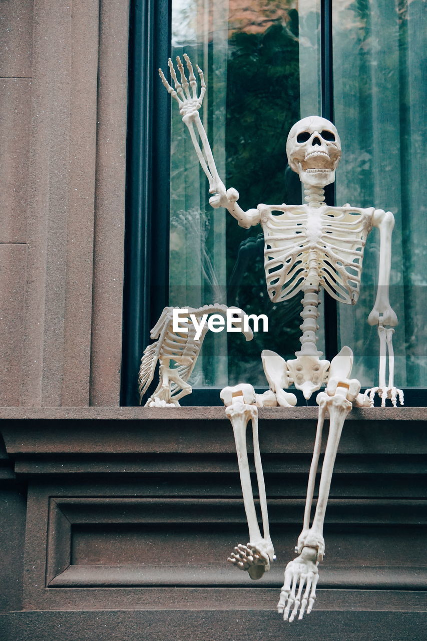 Close-up of bird and human skeletons on window sill