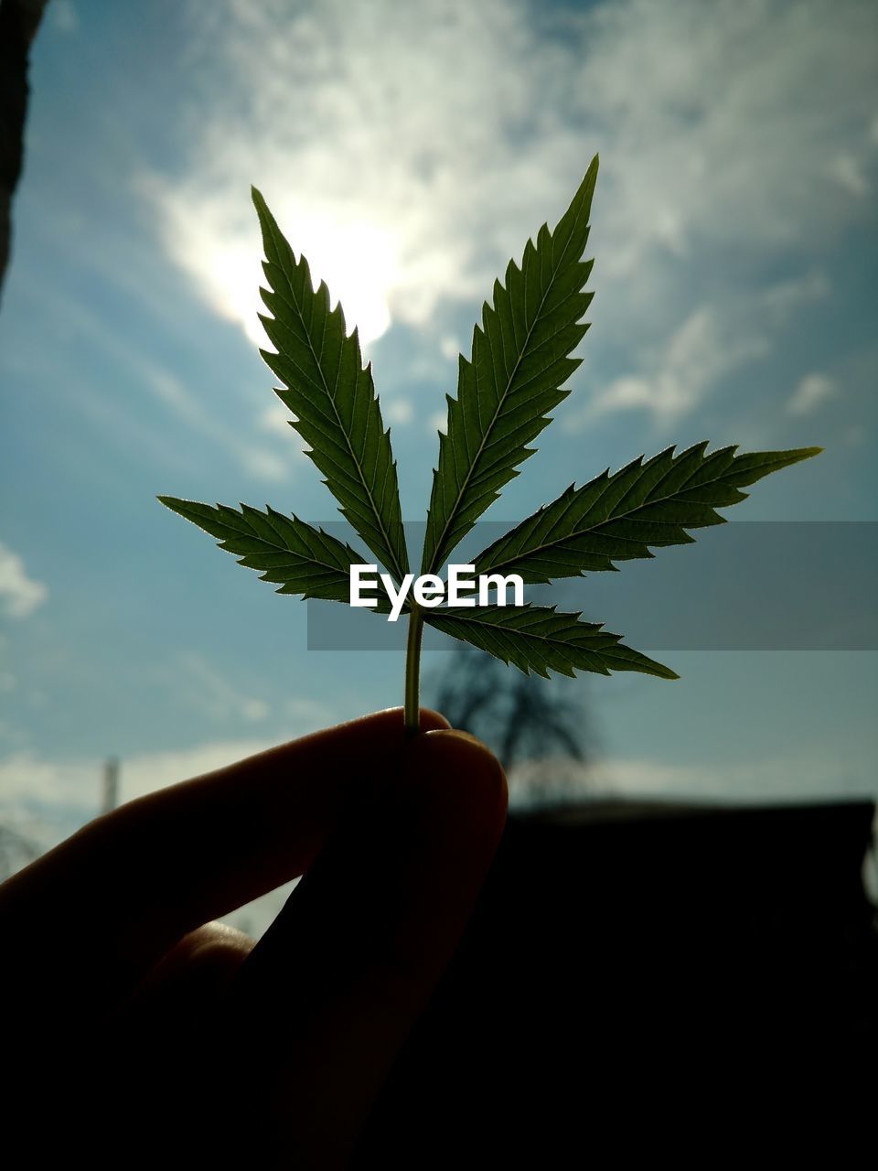 CLOSE-UP OF HAND HOLDING LEAF AGAINST SKY