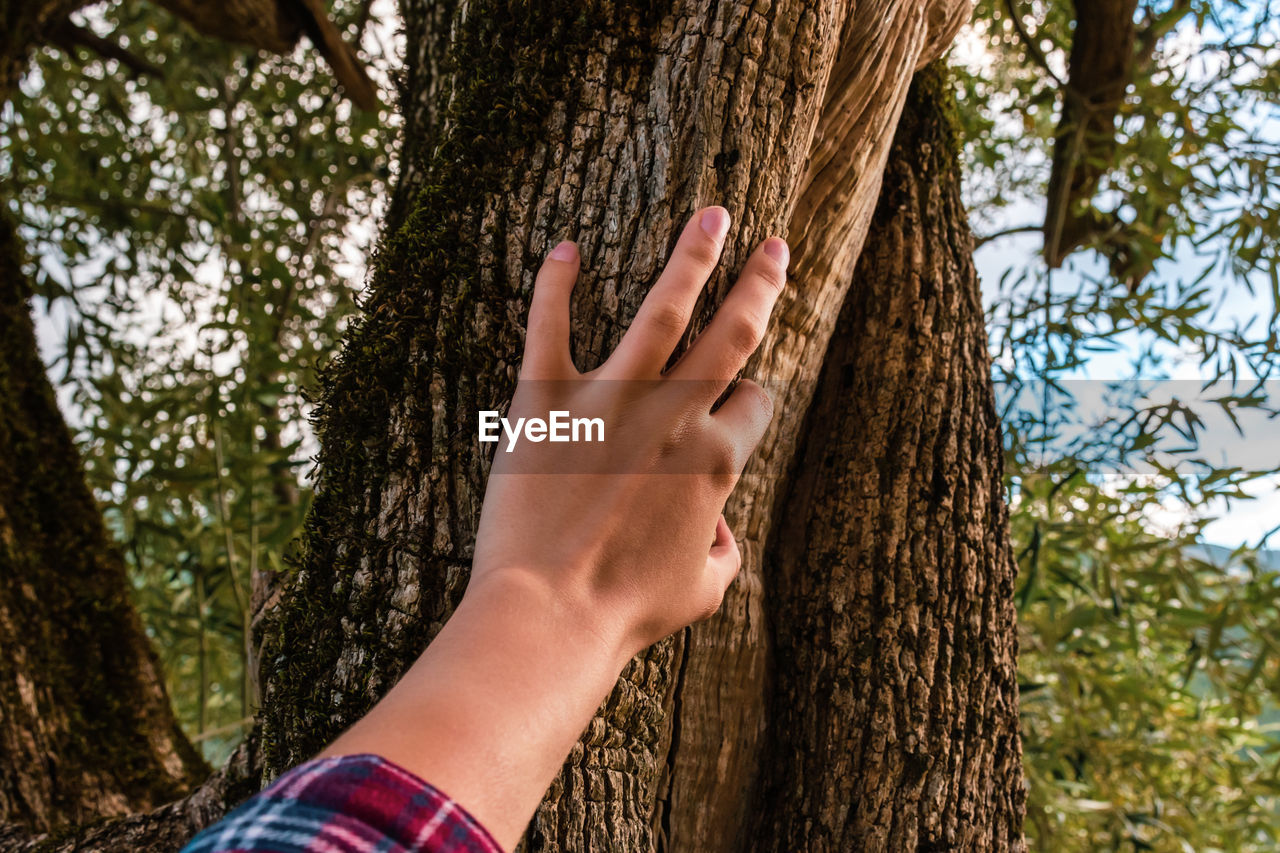 Close-up of hand touching tree trunk in forest