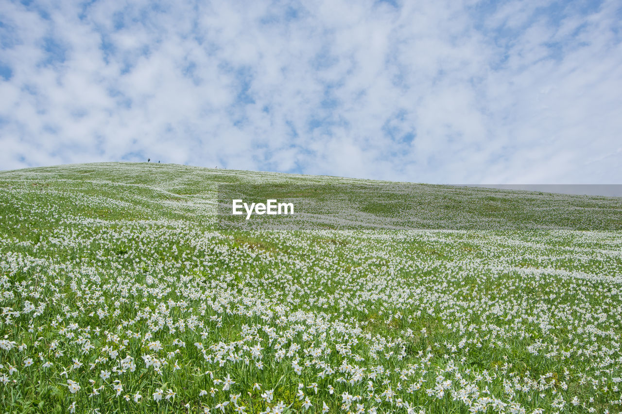 Hillside meadow of blooming white daffodil flowers, mt. golica