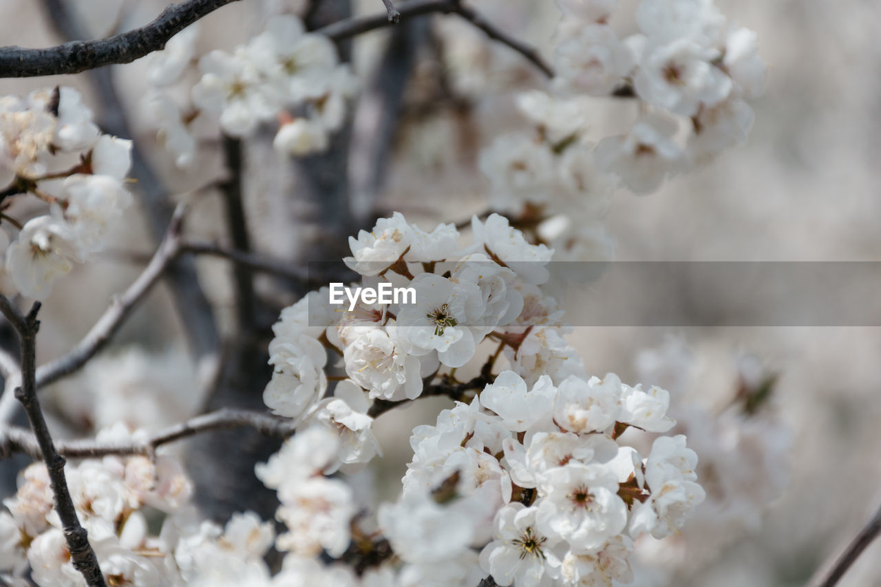 Close-up of white cherry blossom tree