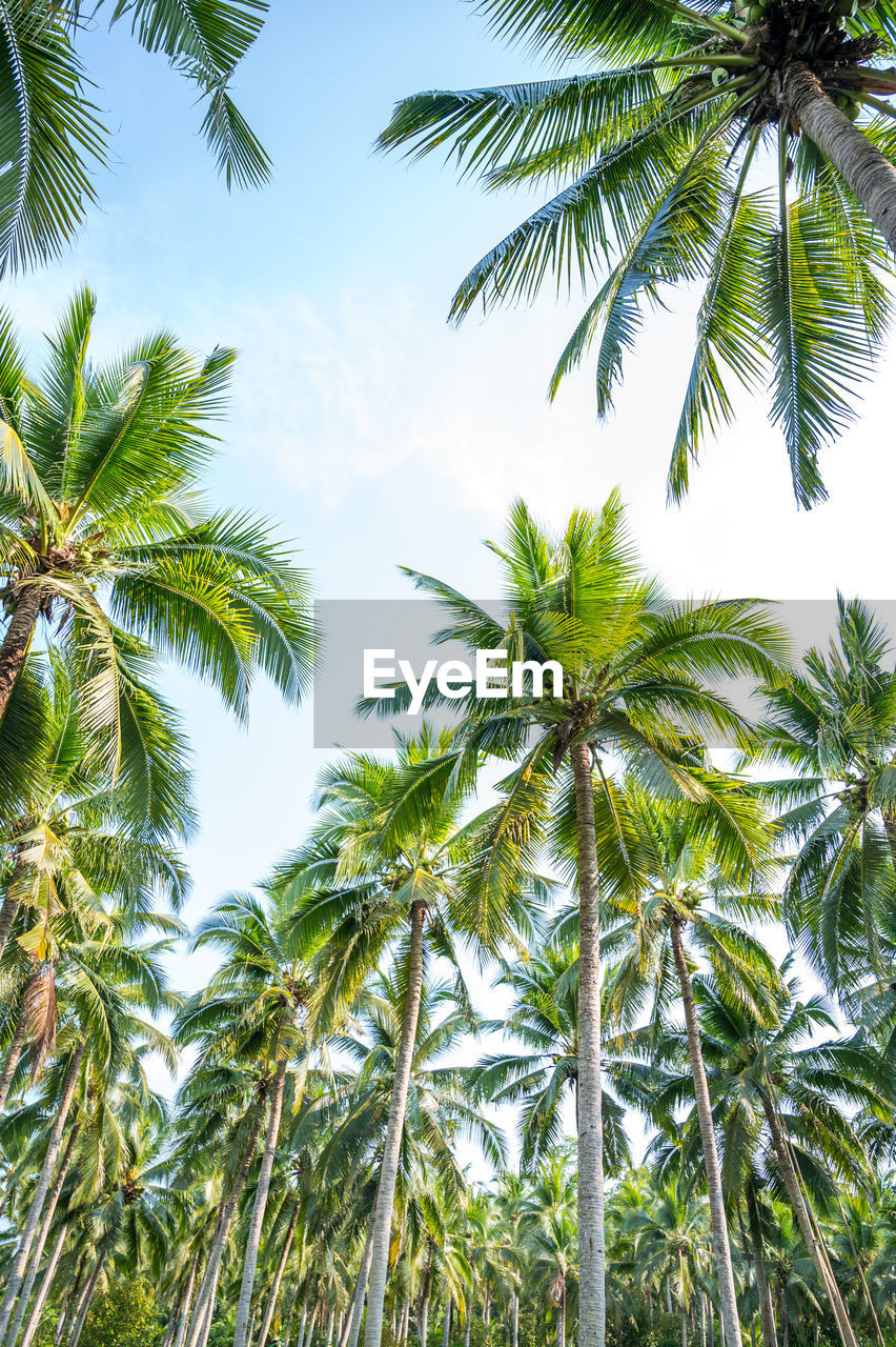 tropical climate, tree, palm tree, plant, borassus flabellifer, vegetation, nature, leaf, tropics, sky, beauty in nature, growth, tropical tree, low angle view, jungle, green, no people, tranquility, environment, palm leaf, plant part, land, outdoors, coconut palm tree, day, scenics - nature, travel destinations, backgrounds, travel, idyllic, branch, sunlight, rainforest, vacation, tree trunk, trunk, trip, blue, food and drink, tourism, directly below, sunny, holiday