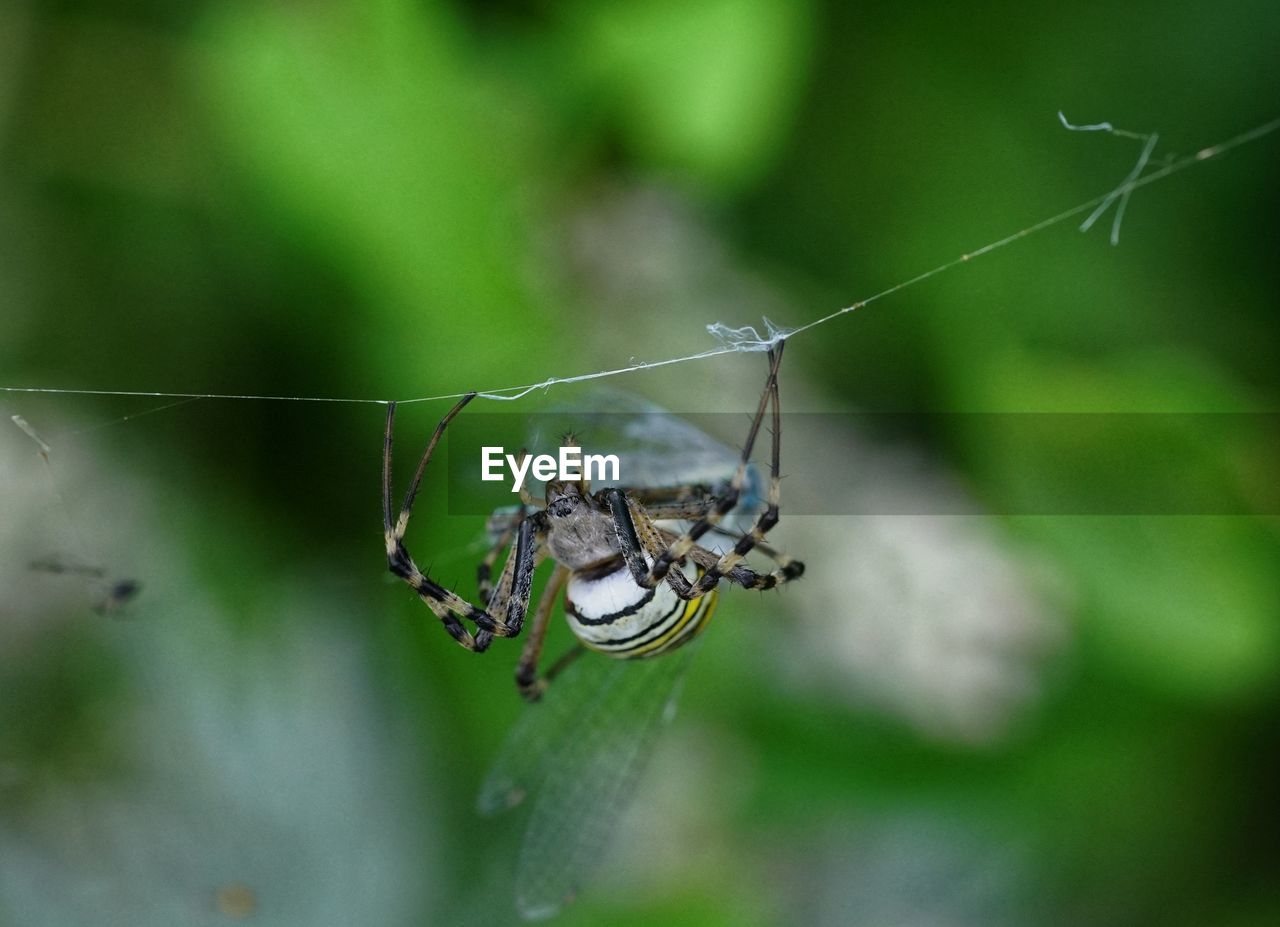 Close-up of spider on web