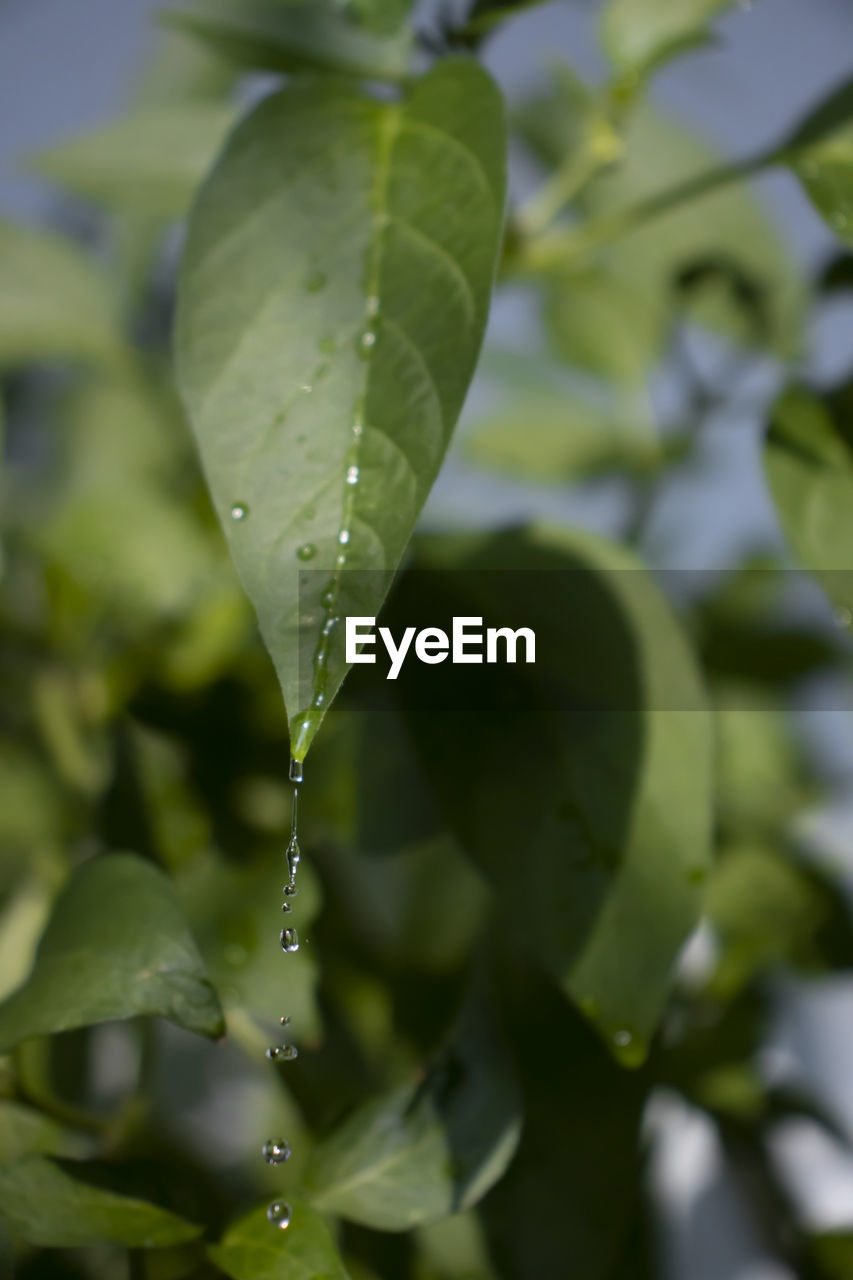 CLOSE-UP OF WATER DROPS ON PLANT