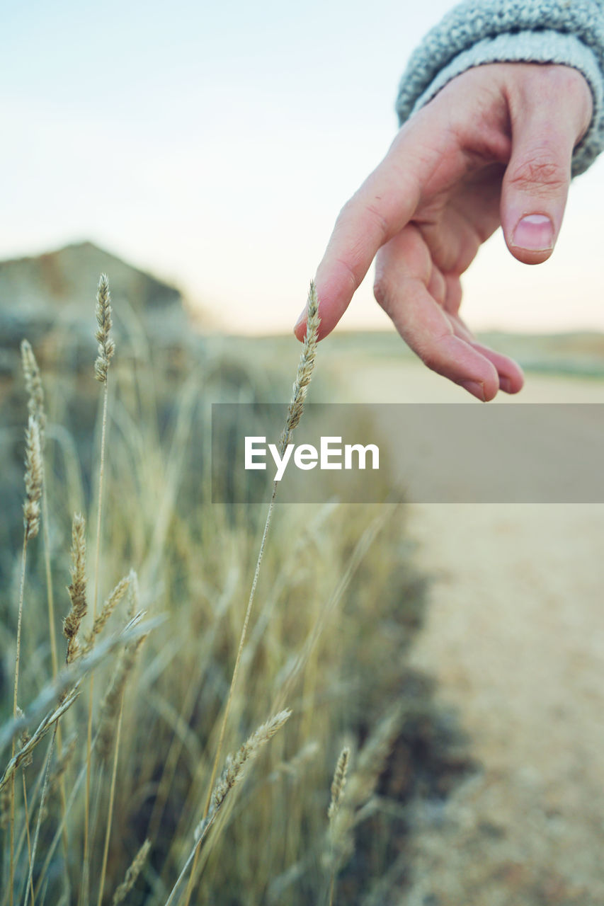 Close-up of hand touching wheat at field
