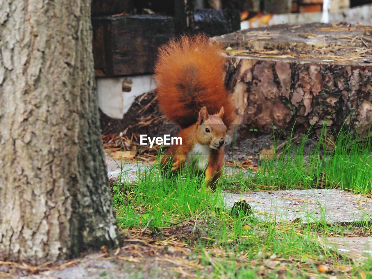 SQUIRREL ON FIELD