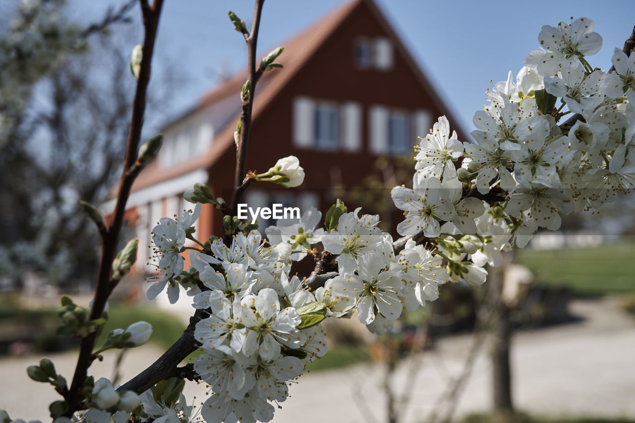 Close-up of white flowers on tree