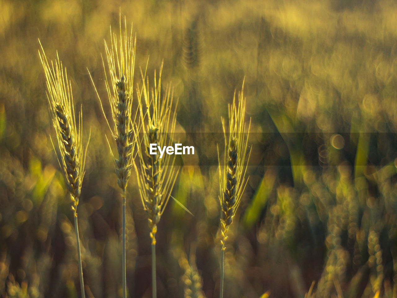 Close-up of wheat growing on field