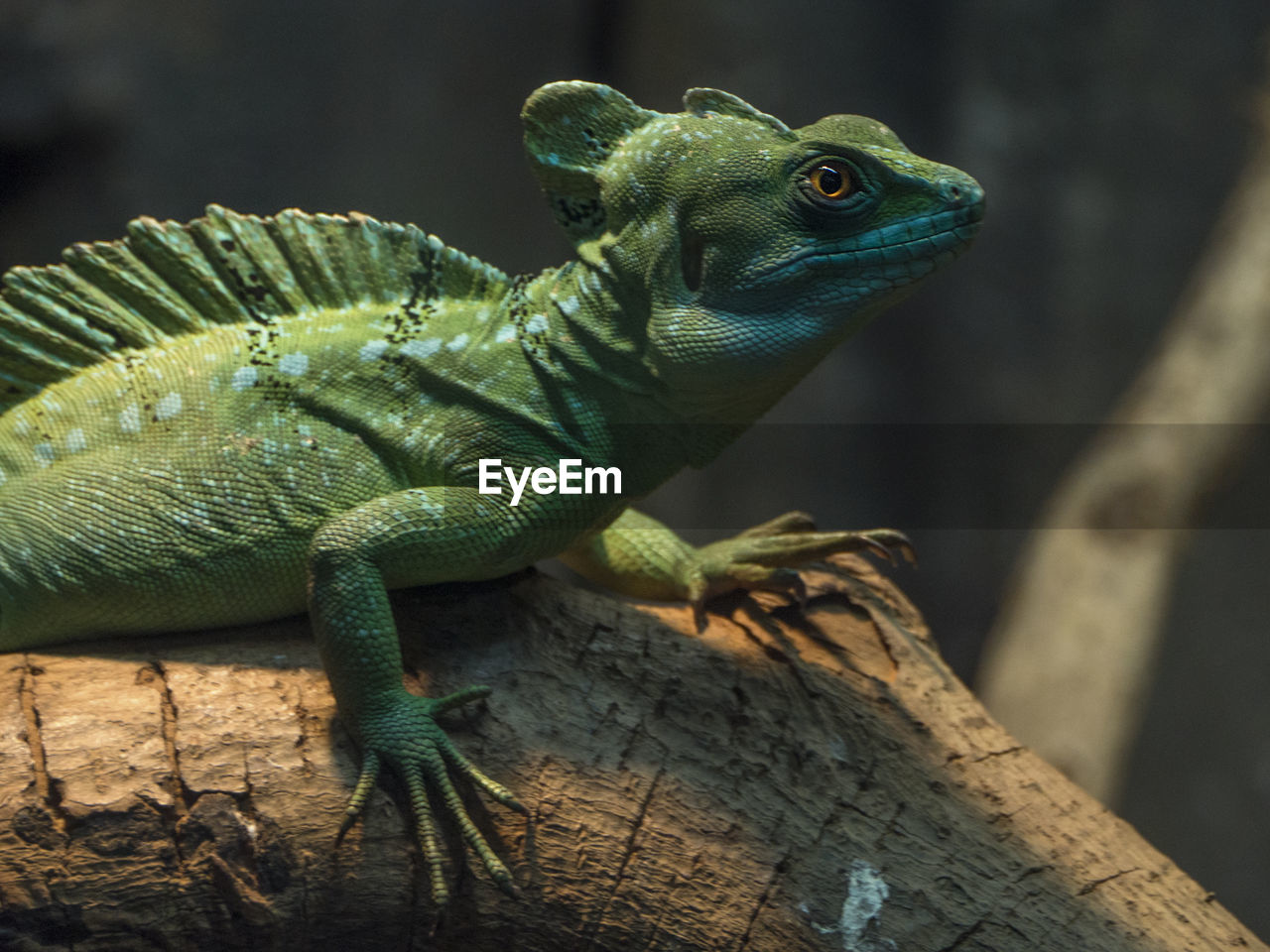 Close-up of lizard on wood