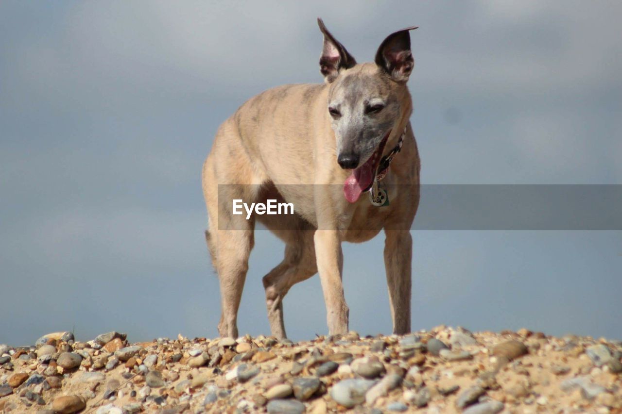 PORTRAIT OF DOG LOOKING AWAY