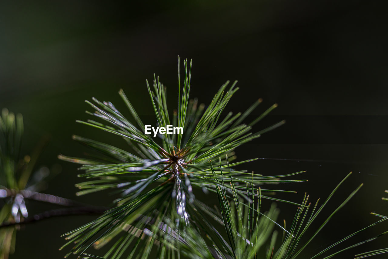 Close-up of a cluster of pine needles illuminated in the soft sunlight