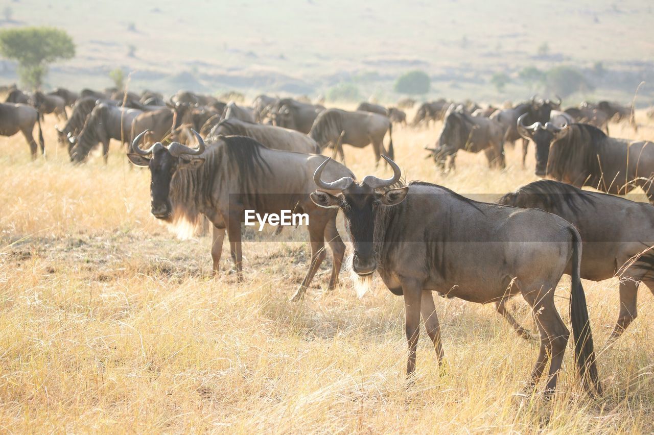 Herd of wildebeest on grassy field at serengeti national park