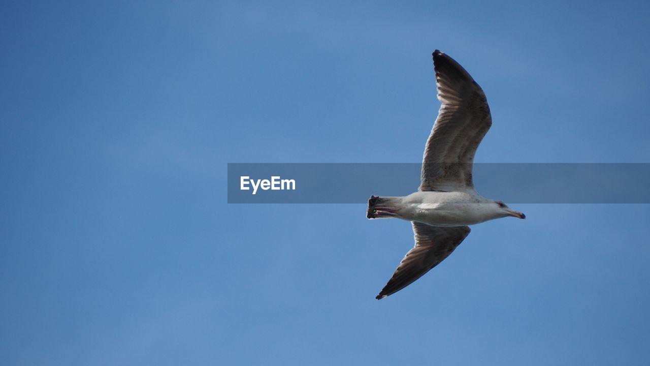 Seagull flying in sky