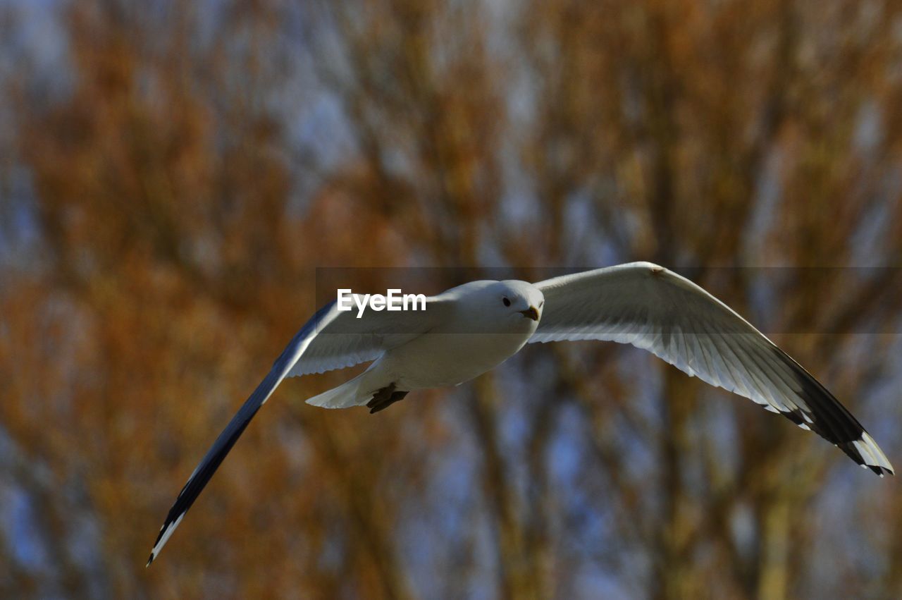 Low angle view of seagull flying