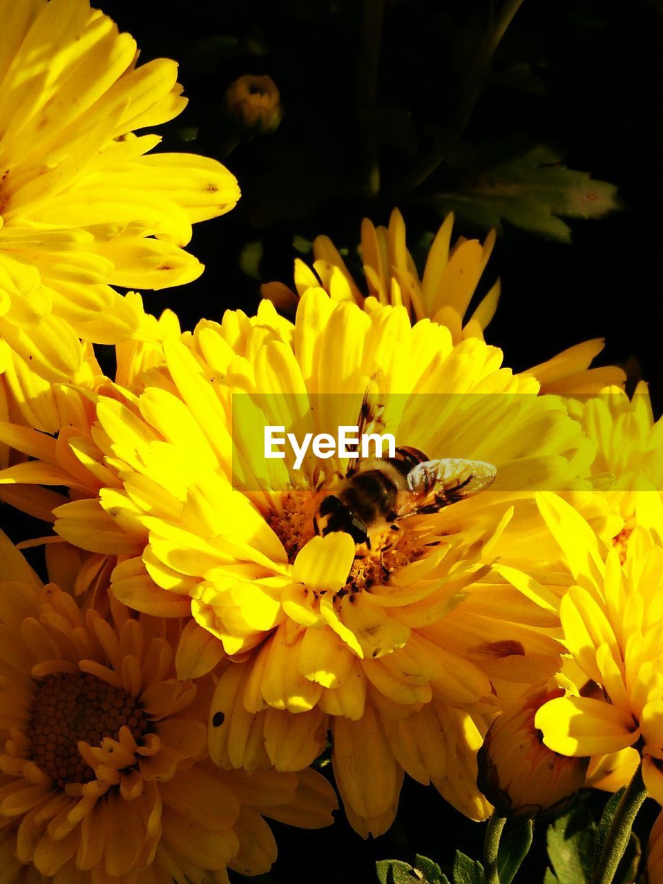 CLOSE-UP OF BEE POLLINATING YELLOW FLOWERS