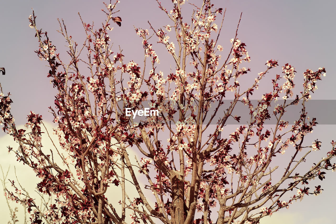 LOW ANGLE VIEW OF CHERRY BLOSSOMS IN SPRING