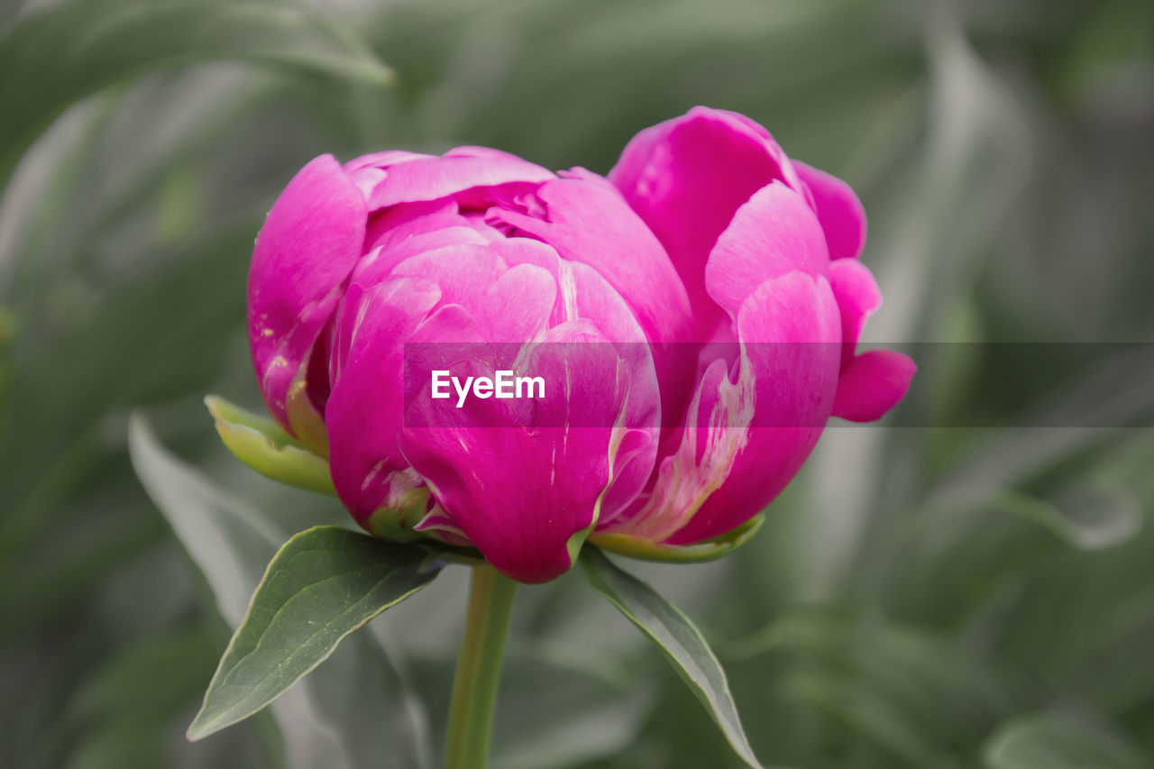 Close-up of pink tulip