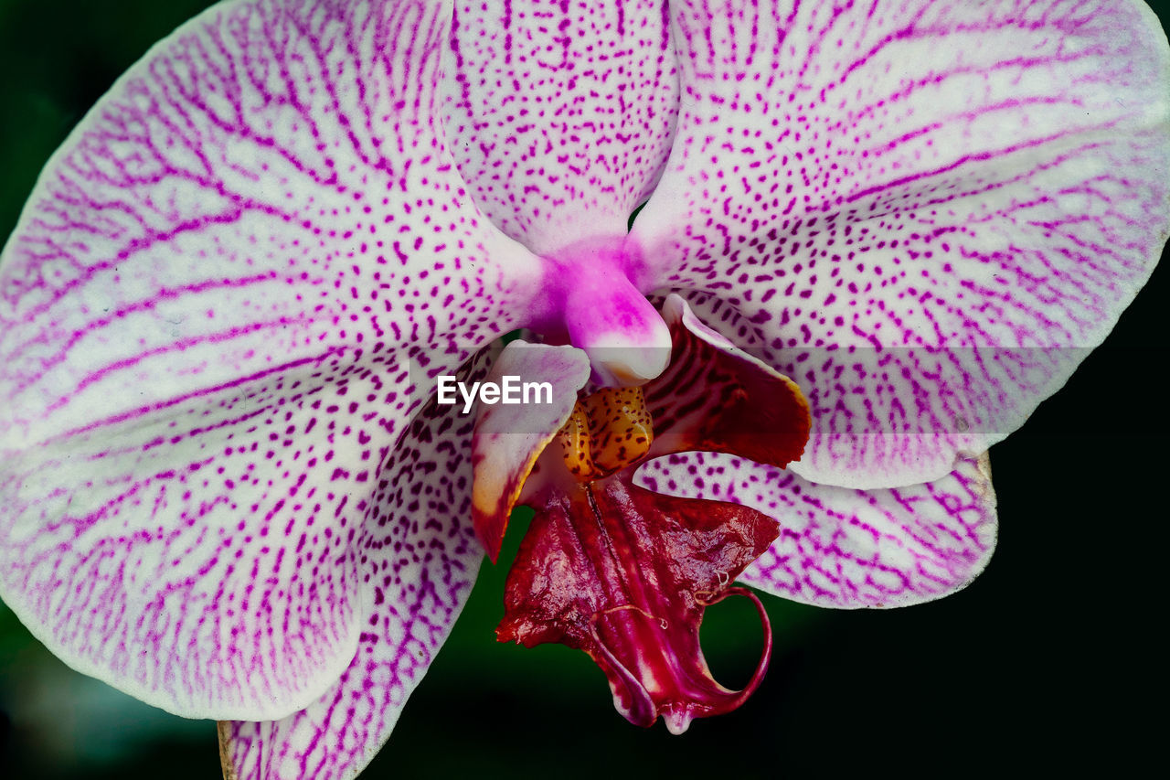 Close-up of pink flower