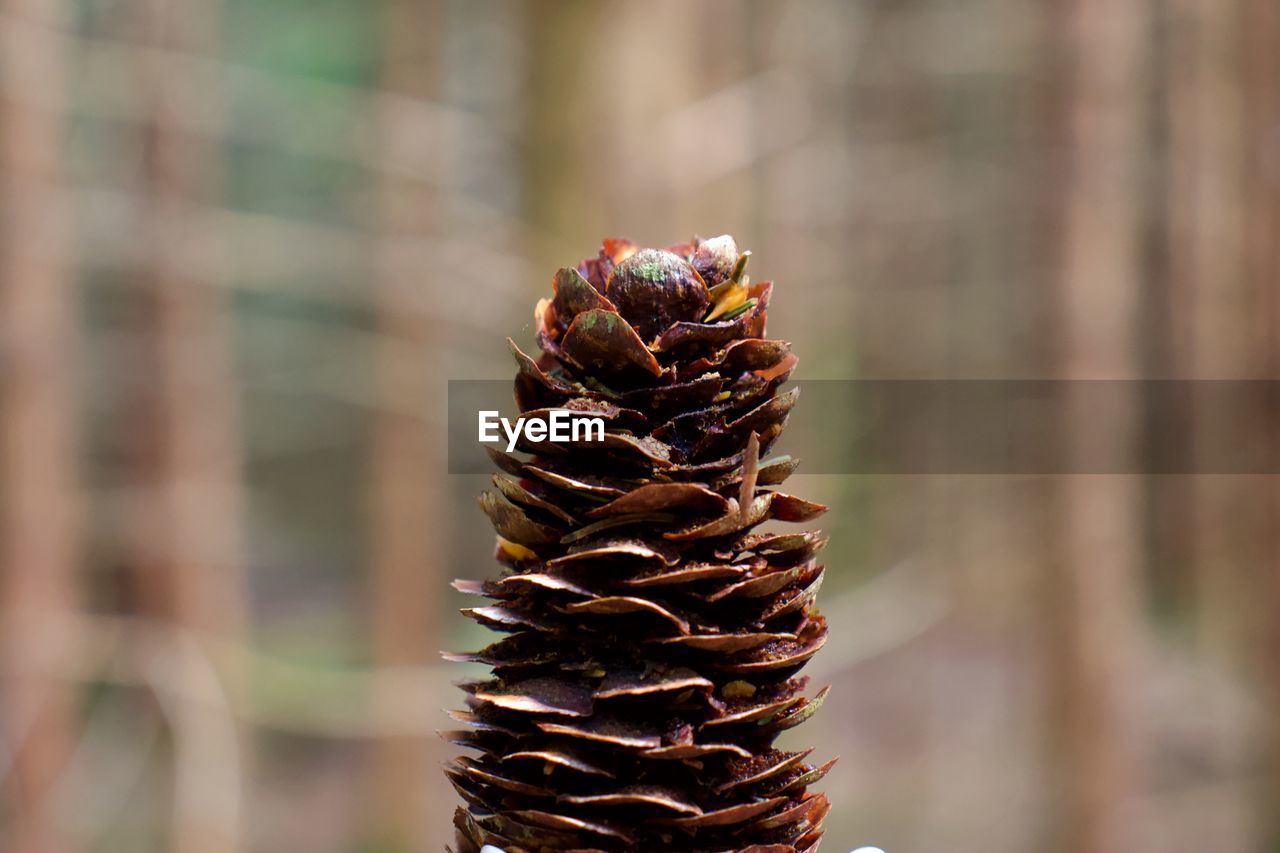 Close-up of pine cones