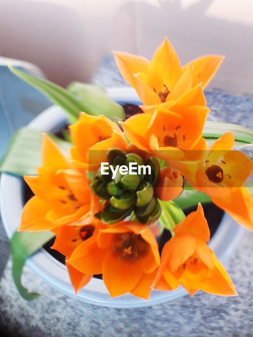 CLOSE-UP OF ORANGE ROSE ON PLANT