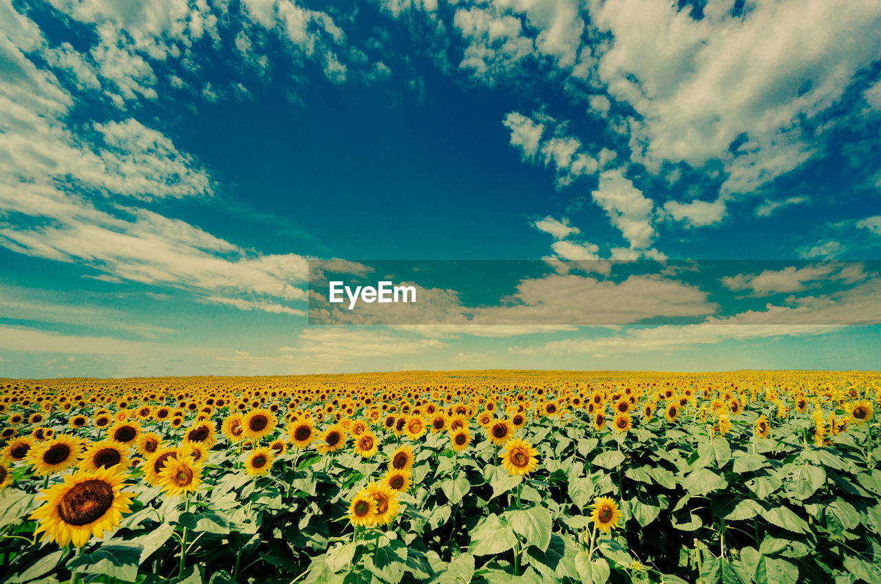 Scenic view of sunflower field against cloudy sky