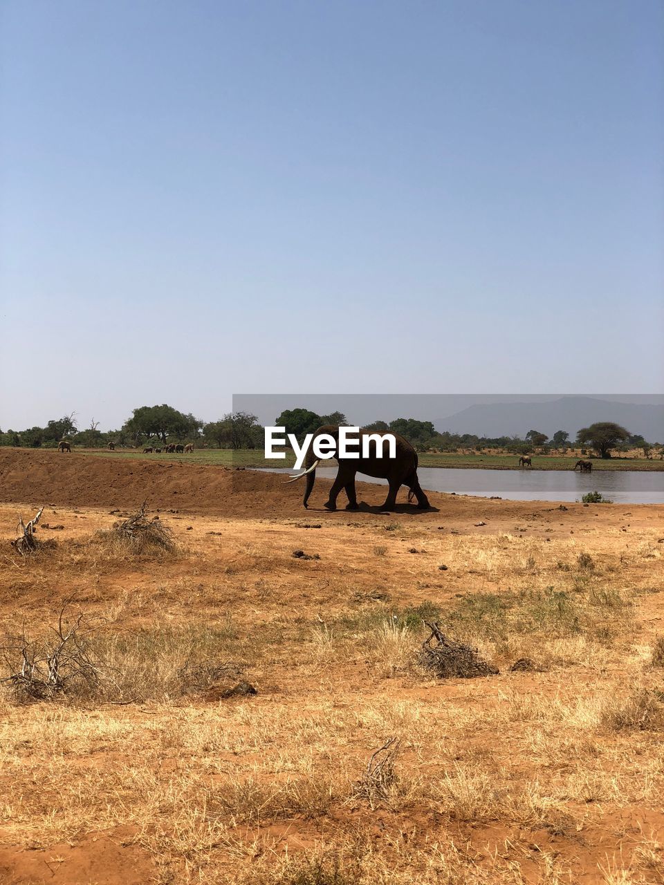 ELEPHANT STANDING ON FIELD AGAINST SKY